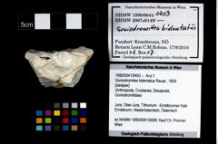 Foto (Objekt + Etikett) von Goniodromites bidentatus (Reuss, 1859)  (NHMW-GEO-1990-0041-0403)